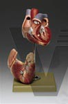 2-Part Anatomical Heart Model, Somso Modelle